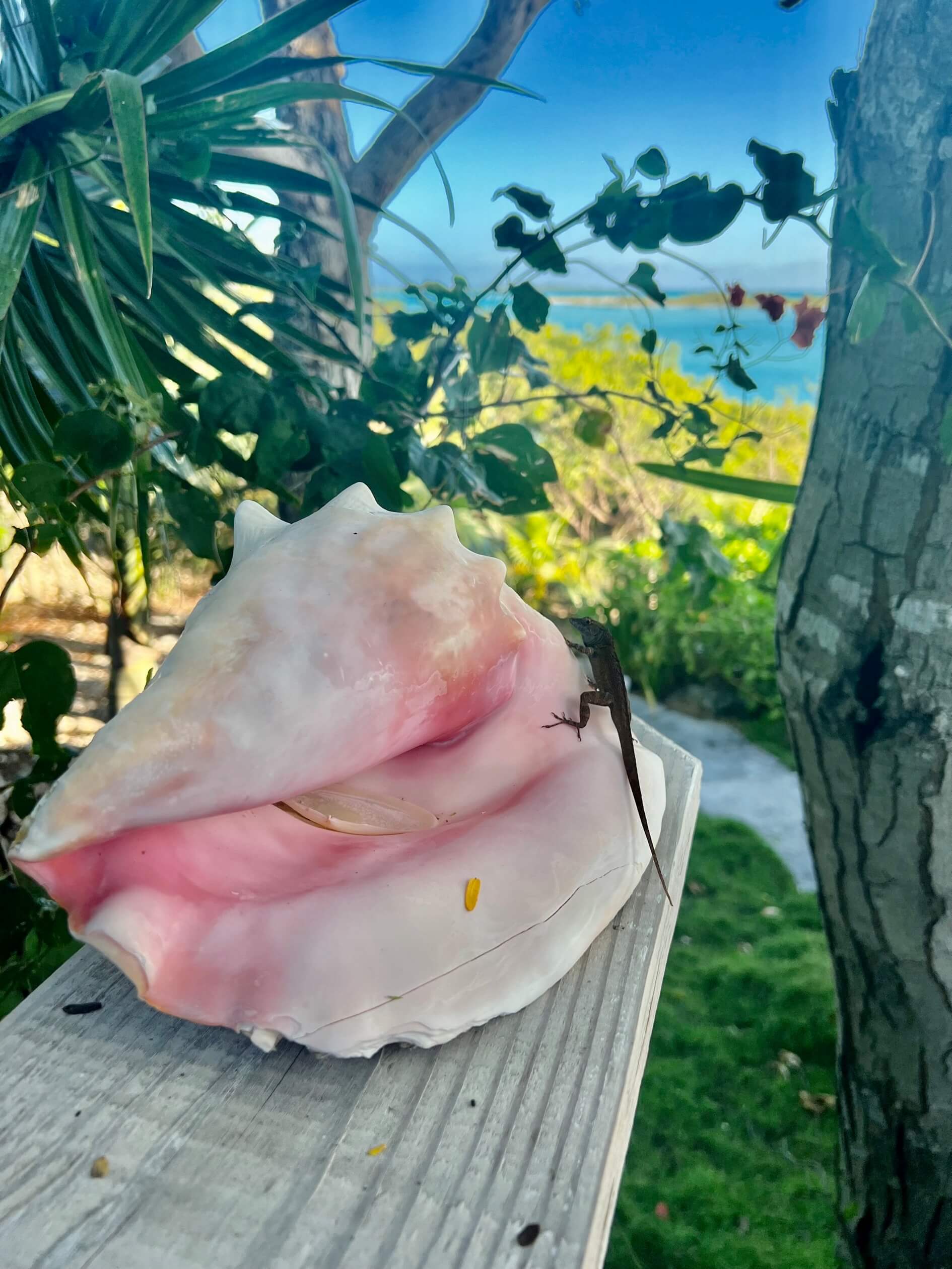 Giant conch shell decor at Bakari House Great Exuma Bahamas